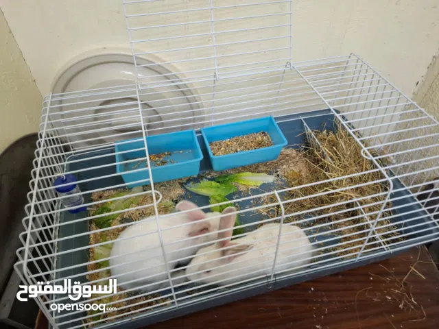 2 أرنب عمر 3 شهور مع الطعام و قفص كبير معهم