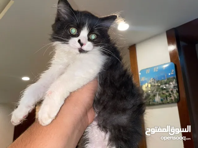 قط للبيع، عمره أربعة أشهر، لونه أسود وأبيض. السعر معقول جدًا