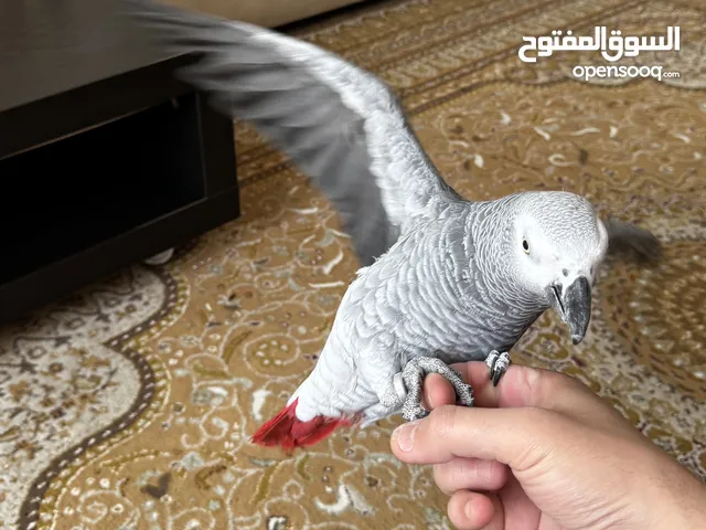 ‏كاسكو الف، جناح كامل، يتكلم كل شي