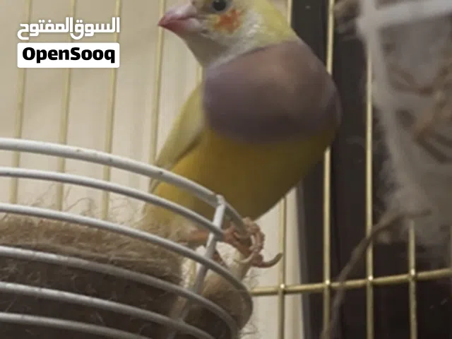 نثي قولدن منتجه تبديل مع ذكر كناري