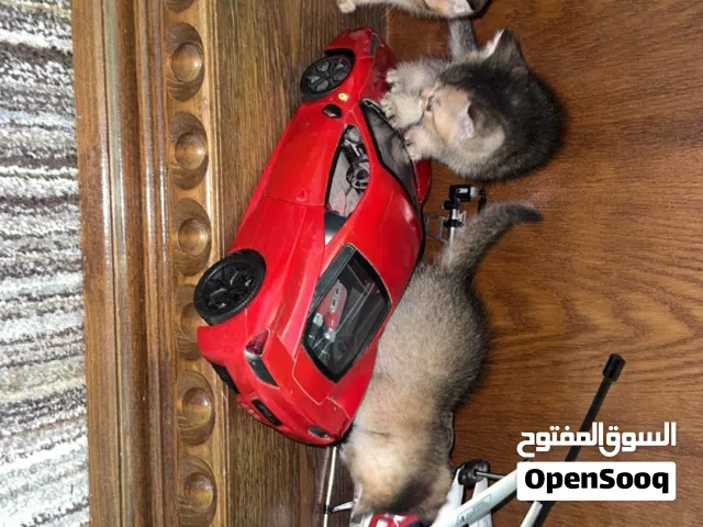سكوتش ستريت جولدن