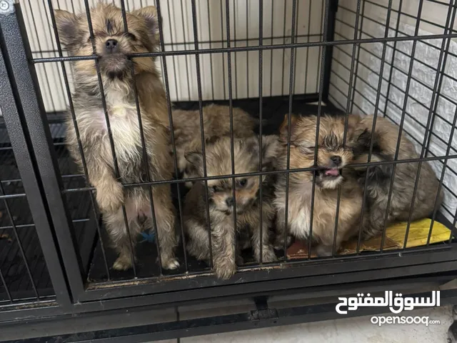 Pomeranian puppies only 4weeks old