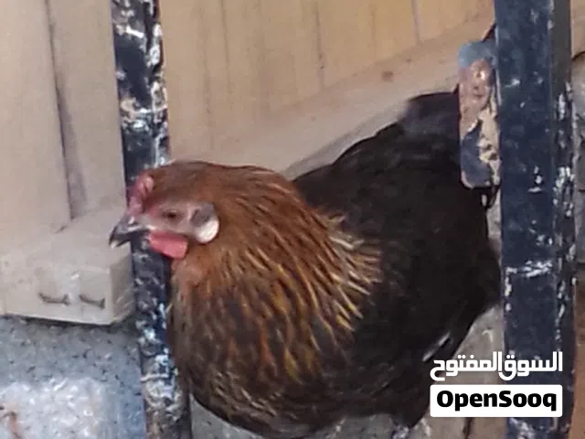 تلات دجاجات عربيات وفروج براهما