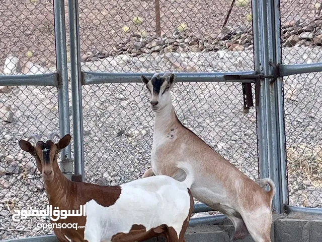 شوهات صلاليات حجم الكبير وعشار