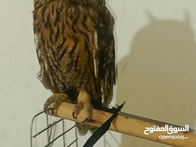 للبيع بوم طويل الاذن