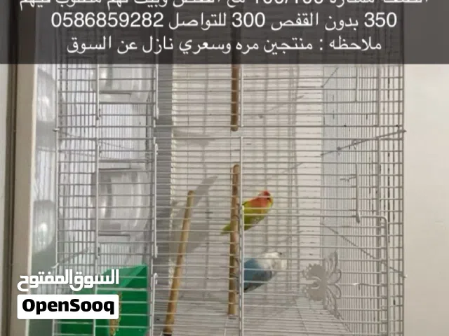 ببغاء لوف بيرد وفيشر