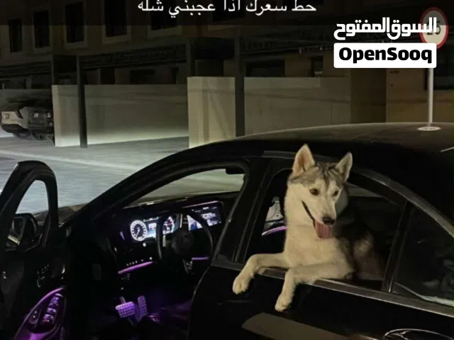كلب هسكي فل شارقه