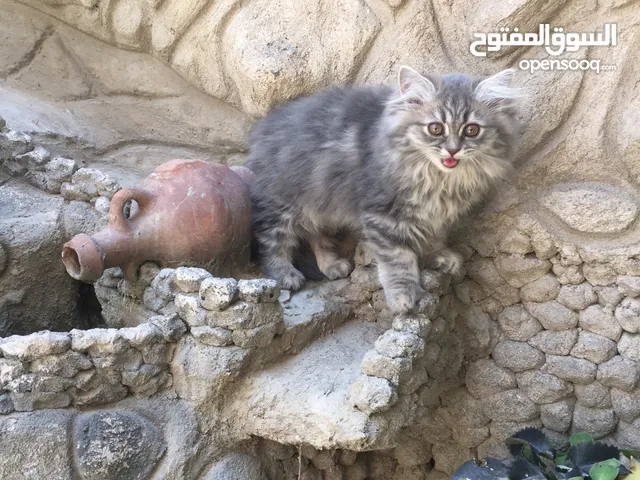 قطط اناث شيرازي