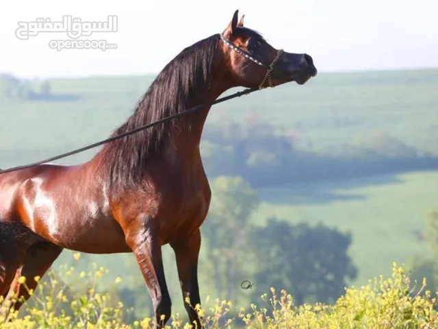حصان جميل وسلالته قويه جدا وجميل