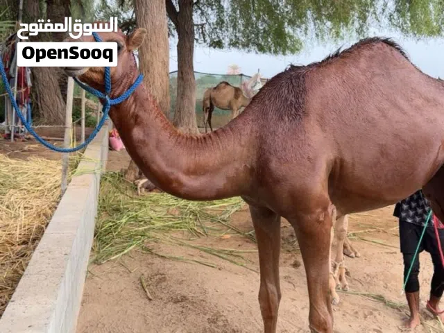 بكرة حمراء باطنية سلالة طيبة من جهة الأب والأم، ابوه ود الخوارة
