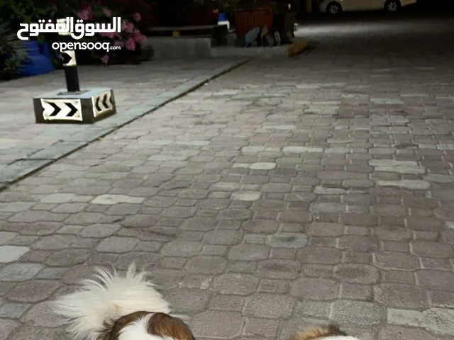 للبيع كلبه انثى
