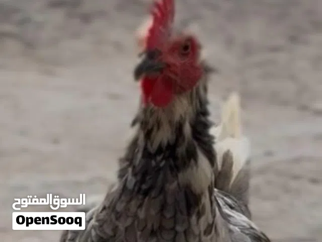 دجاجة عربية نشطة ماخذه جميع اللقاحات وفيتامينات بياضة ابيع كاطعه عن المفاشل