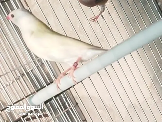 كوبية قلدن فنش