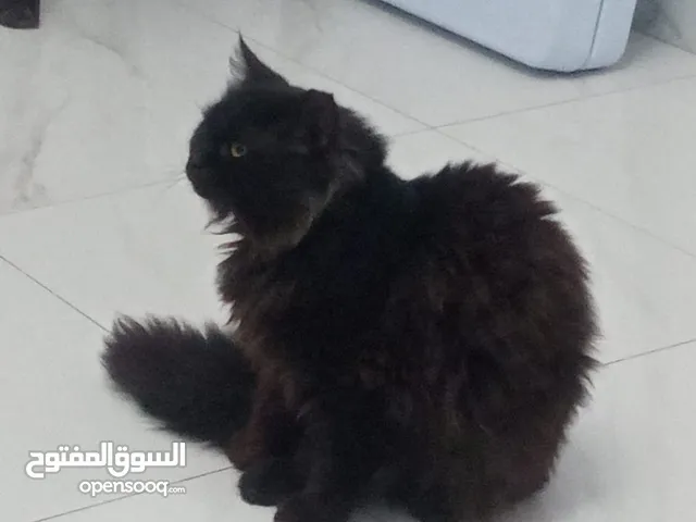قط شيرازي قطة هملايا