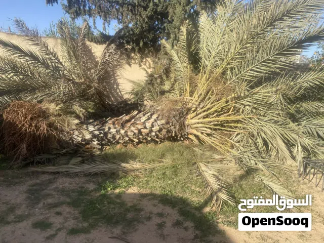 نخلة حلاوي للبيع