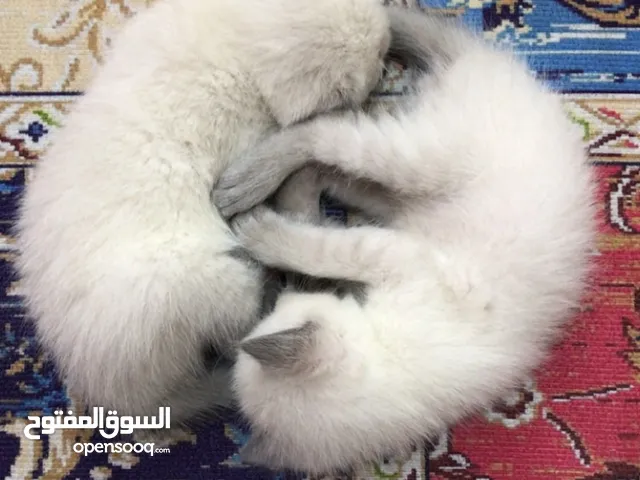 متاح للبيع قطط سكوتش بلو بوينت ( واحد انثى وواحد ذكر )
