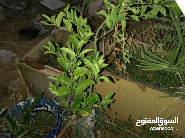اشجار زينه