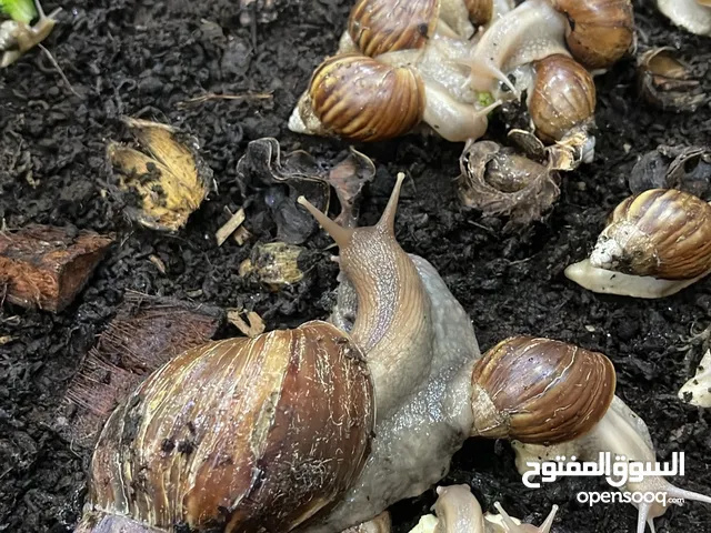 للبيع حلزون افريقي جامبو