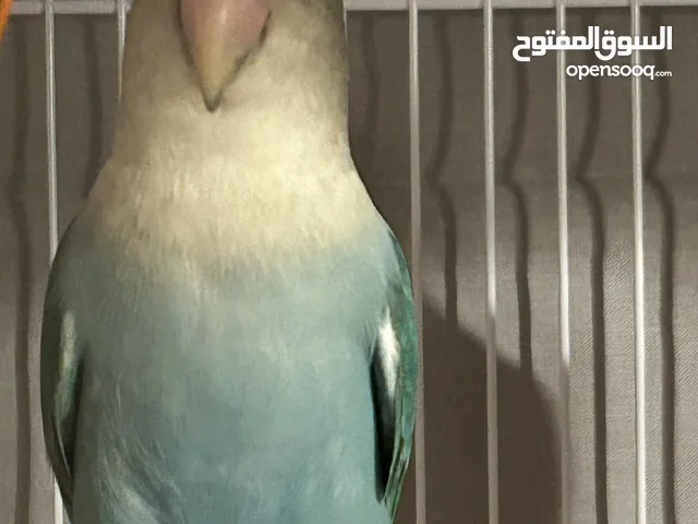 طيور حب الليفه