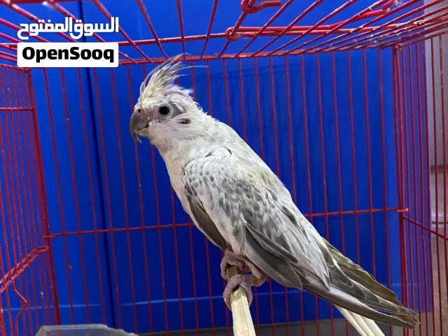 للبيع طير كوكتيل