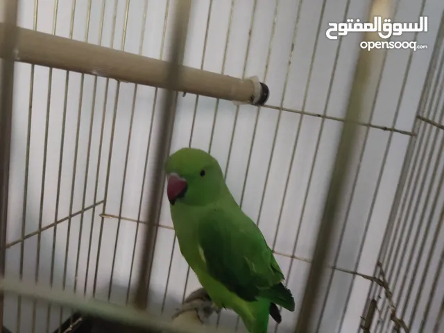 ببغاء ذره أليف