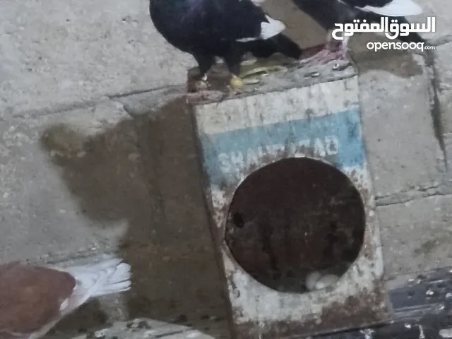 متاح سبع اجواز نضاف وشغالات