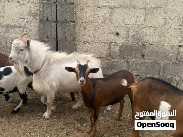 الماعز القزم