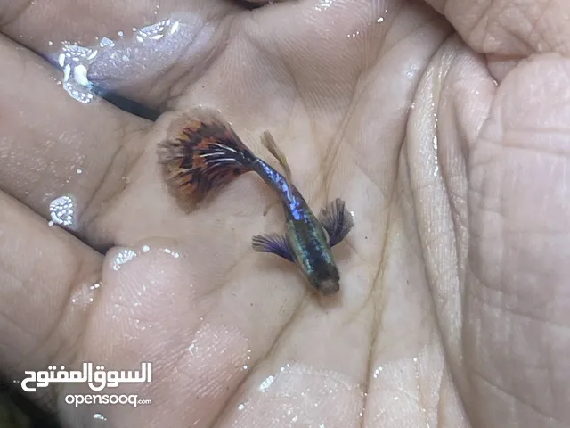 مطلوب شرمب الي يتوفر عنده يراسلني