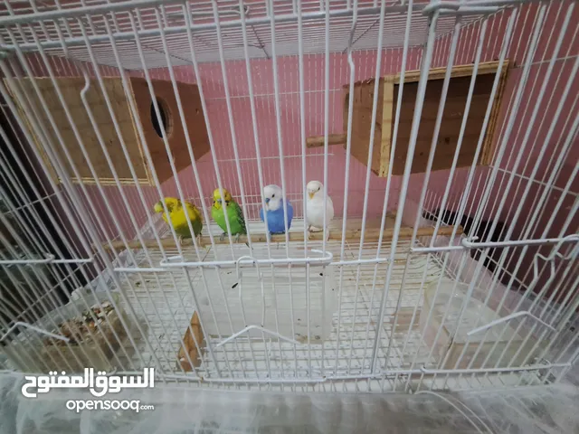 birds for sale