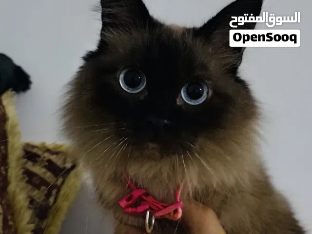 قط هملايا لاقوه إلى بالله