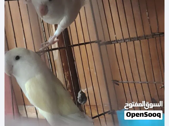 غندوره زوج