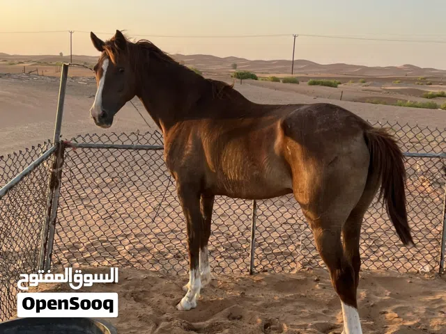 فرس للبيع الامارات