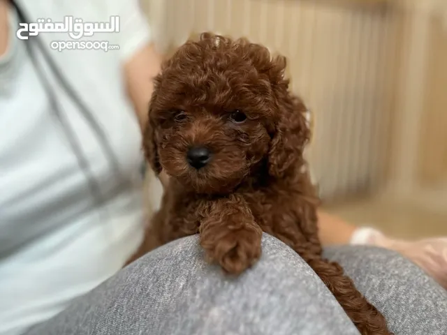 Toy Poodle