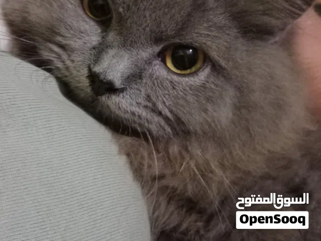 قطه أليفه تحب تلعب مع اطفال نوع ذكر