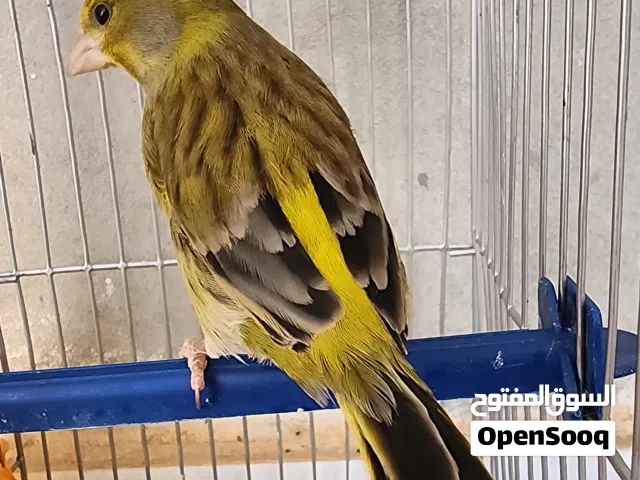 جغل (هجين) الفردون صوت الله يبارك