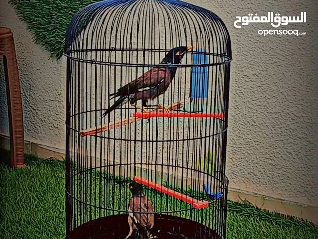 طير المينا للبيع جوز مع قفص 20