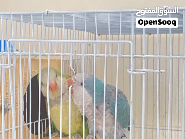 زوج كوكير للنتاج