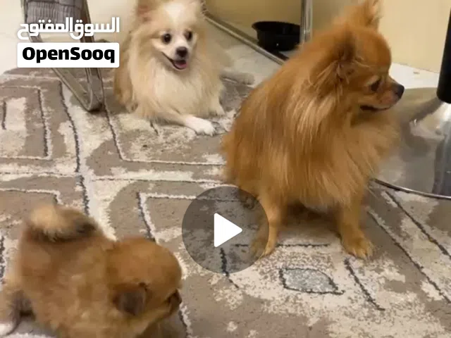 زوج بومرينيان + 2 جراوه بصحة ممتازة