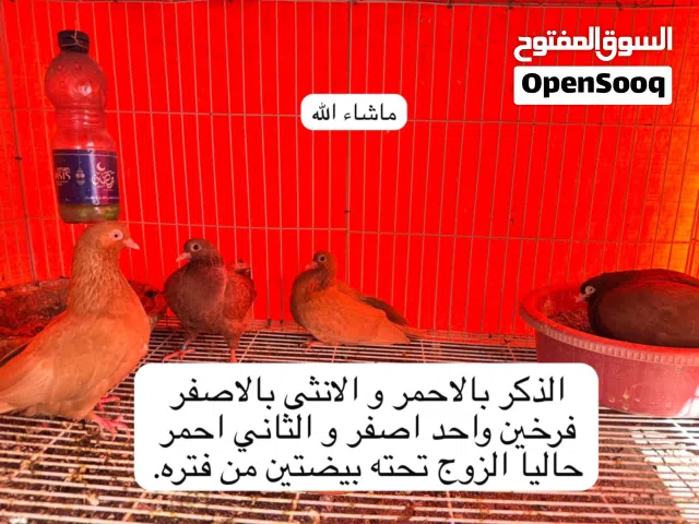 ازواج رول امريكي الحجم الصغير منتجه للبيع فقط