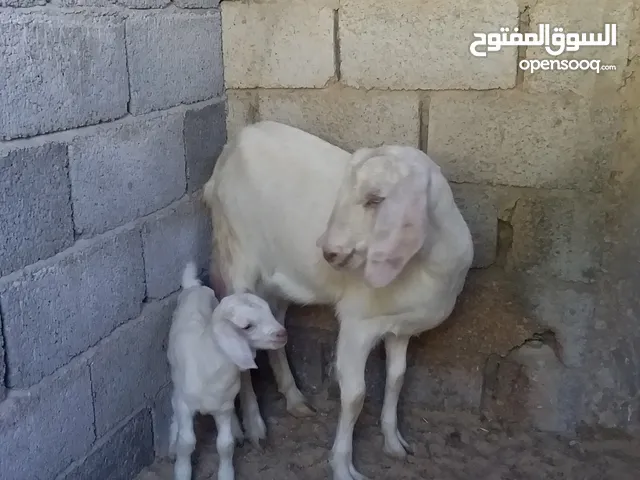 عناك للبيع