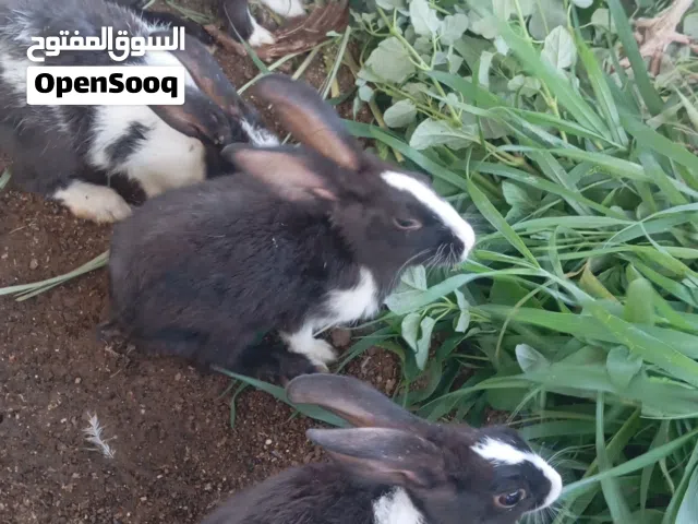 ارانب للبيع