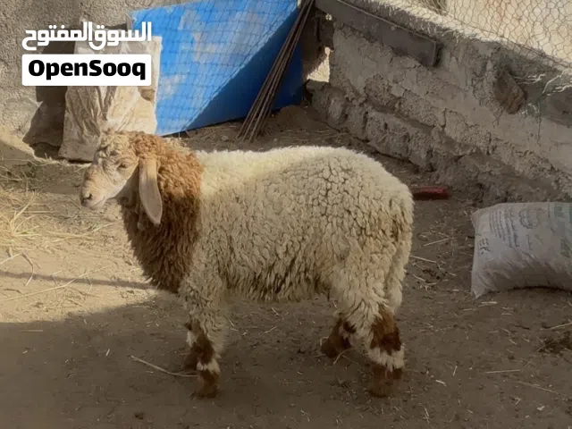 كبش كشميري بيور