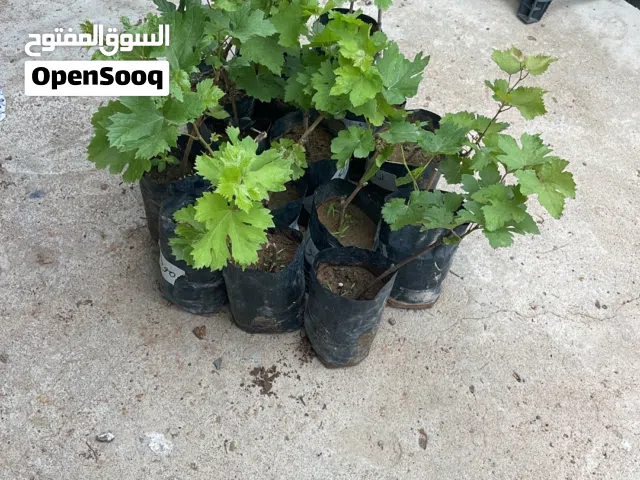 شتلات عنب نادره