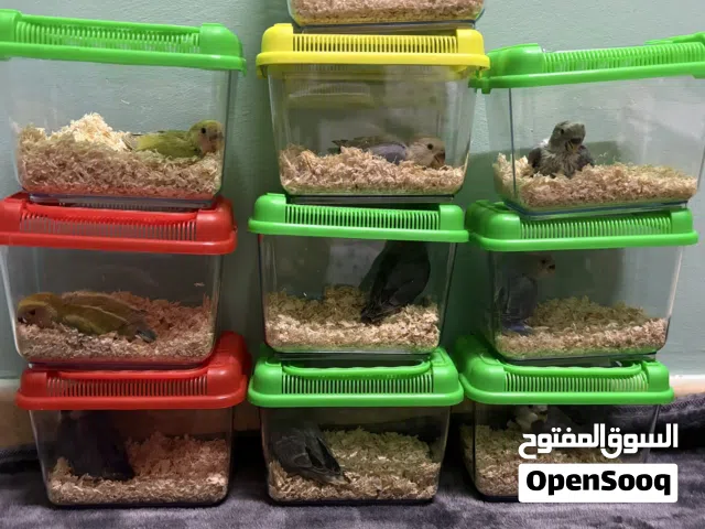 فروخ روز مع الحضانه