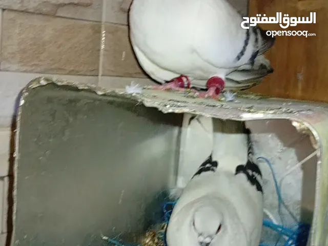 جوزين للبيع جوز بواز وجوز ذباني ماشاءالله عليهن جوزين ماكينات سغل