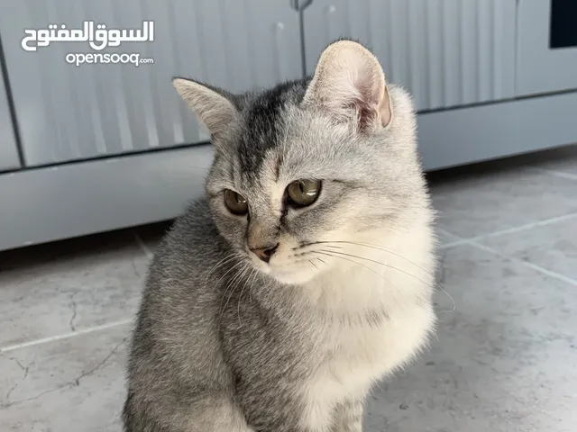 قطو للتبني