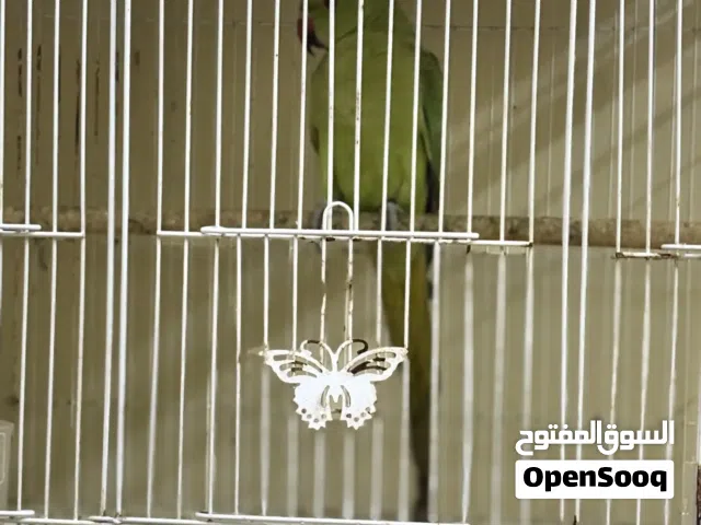 Parrot for sale