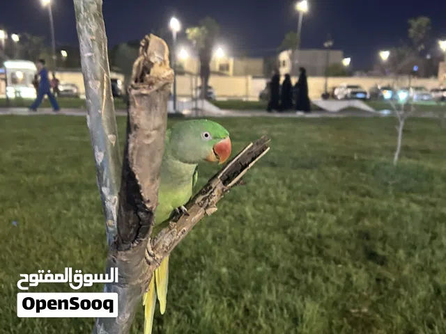 ببغاء نيبالي