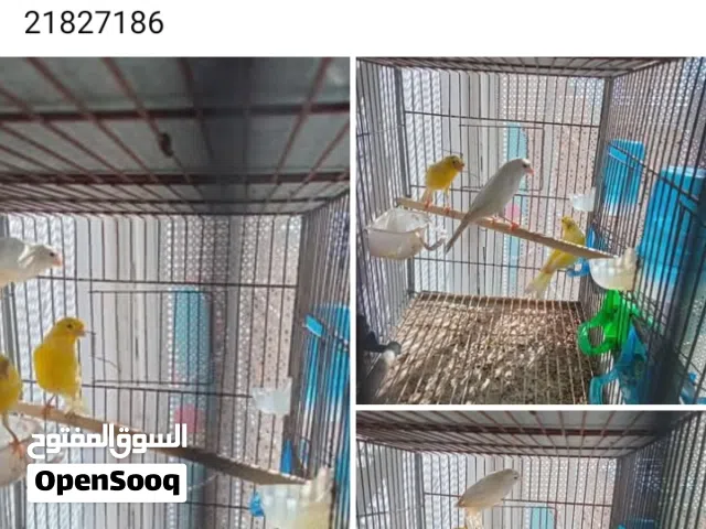 3كوبلوات كناري مع فروخهم للبيع في المروج