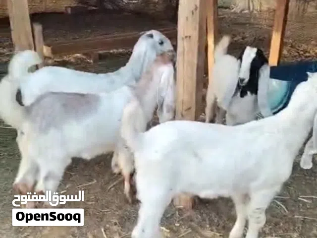 تيس بلدي لباني